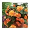 3 Begonia 'Sunray' Bulbs | Top Size | Cascading