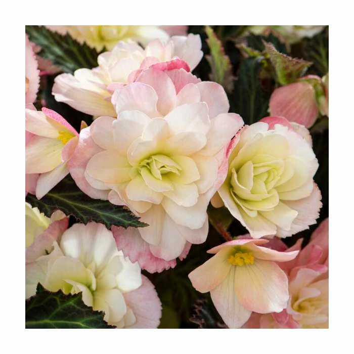 3 Begonia odorosa 'White Blush' Bulbs | Top Size | Cascading 1 3 Begonia odorosa 'White Blush' Bulbs | Top Size | Cascading