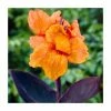 Canna 'Wyoming' Bulb | Top Size