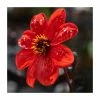 Dahlia 'Bishop of Llandaff' Bulb | Top Size