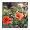 Dahlia 'Bishop of Oxford' Bulb | Top Size