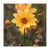 Dahlia 'Bishop of York' Bulb | Top Size