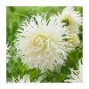 Dahlia 'Tsuki-yori-no-shisha' Bulb | Top Size