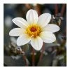 Dahlia 'Happy Days Cream White' Bulb | Top Size