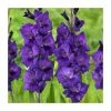 15 Gladiolus 'Purple Flora' Bulbs | Top Size