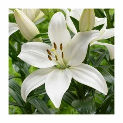 Lilium 'Kent' Bulb | Top Size | Asiatic Lily