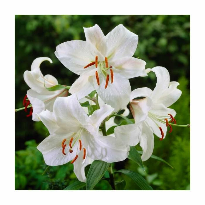 Lilium 'Casa Blanca' Bulb | Top Size | Asiatic Lily 1 Lilium 'Casa Blanca' Bulb | Top Size | Asiatic Lily
