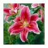Lilium 'Stargazer' Bulb | Top Size | Oriental Lily