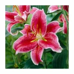 Lilium 'Stargazer' Bulb | Top Size | Oriental Lily
