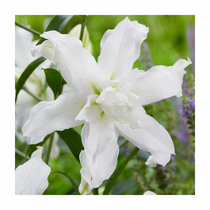 Lilium 'Lotus Beauty' Bulb | Top Size | Oriental Lily 1 Lilium 'Lotus Beauty' Bulb | Top Size | Oriental Lily