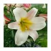 Lilium 'Regale' Bulb |Top Size| Regal Lily
