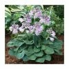 Hosta 'Blue Mouse Ears' Bulb | Top Size