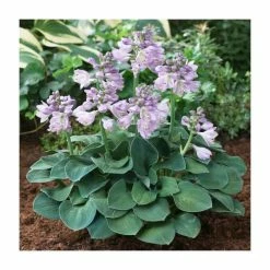 Hosta 'Blue Mouse Ears' Bulb | Top Size