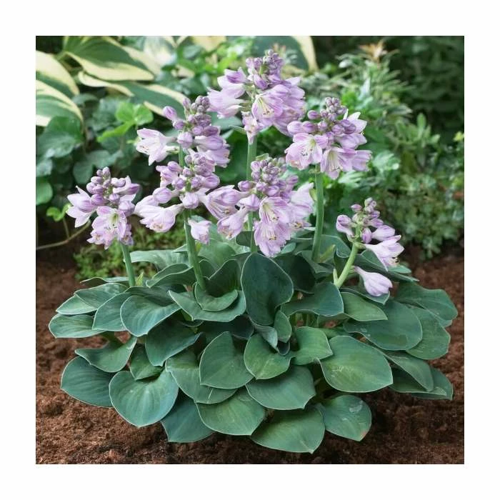 Hosta 'Blue Mouse Ears' Bulb | Top Size 1 Hosta 'Blue Mouse Ears' Bulb | Top Size