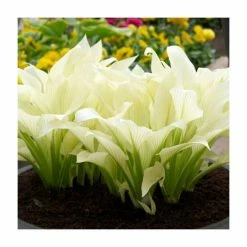 Hosta 'White Feather' Bulb | Top Size | Plaintain Lily