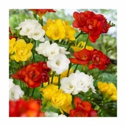 10 Freesia Double Mix Bulb | Top Size