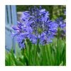 Agapanthus 'Brilliant Blue' Bulbs | 3 x Top Size | African Lily