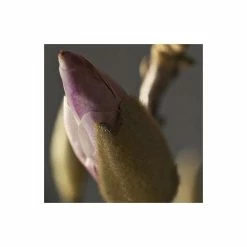 Magnolia soulangeana -August Plants Shop P20001 add image 2 220e