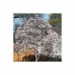 Magnolia soulangeana -August Plants Shop P20001 add image 3 9ce4