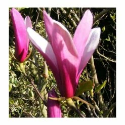 Magnolia 'Susan' -August Plants Shop P20003 add image 1 92f3