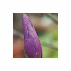 Magnolia 'Susan' -August Plants Shop P20003 add image 2 d8b0