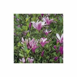 Magnolia 'Susan' -August Plants Shop P20003 add image 3 54f9