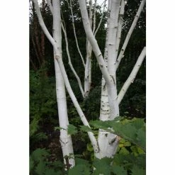 Betula utilis var jacquemontii | Himalayan Birch Tree 10 Betula utilis var jacquemontii | Himalayan Birch Tree -August Plants Shop P20008 add image 3 480d