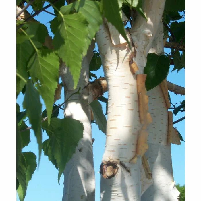 Betula utilis var jacquemontii | Himalayan Birch Tree 2 Betula utilis var jacquemontii | Himalayan Birch Tree - Image 2