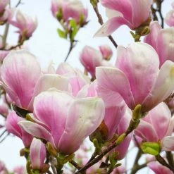 Magnolia Tree Collection | Stellata, Susan & Soulangeana -August Plants Shop P3COL6 add image 3 c7c2