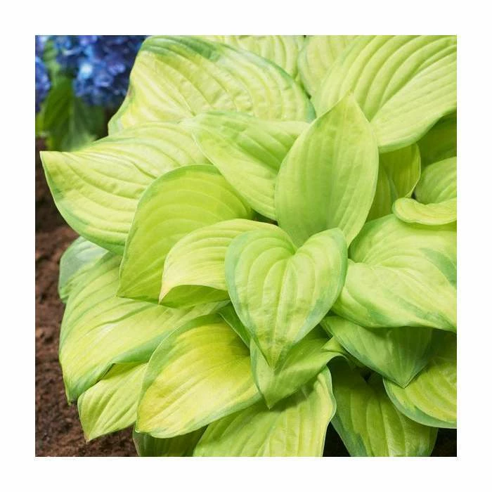 Hosta 'Stained Glass' Bulb | Top Size | Plantain Lily 1 Hosta 'Stained Glass' Bulb | Top Size | Plantain Lily