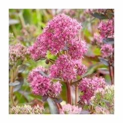 Sedum 'Munstead Dark Red' | 3L Pot
