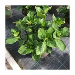 Hydrangea 'Rendez-vous Choco Chic' | 5L Pot