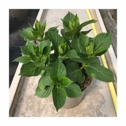 Hydrangea 'Rendez-vous Elegance' | 5L Pot