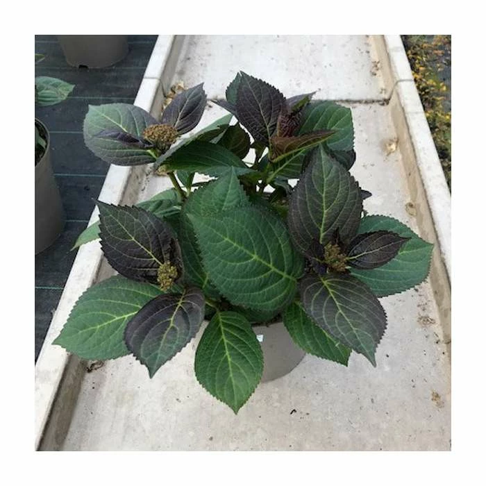 Hydrangea 'Rendez-vous Mademoiselle' | 5L Pot 1 Hydrangea 'Rendez-vous Mademoiselle' | 5L Pot