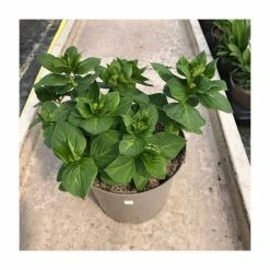 Hydrangea 'You & Me Forever Rose' | 5L Pot