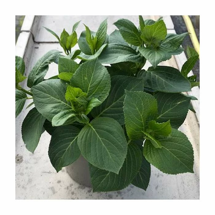 Hydrangea 'You & Me Romance Blue' | 5L Pot 1 Hydrangea 'You & Me Romance Blue' | 5L Pot