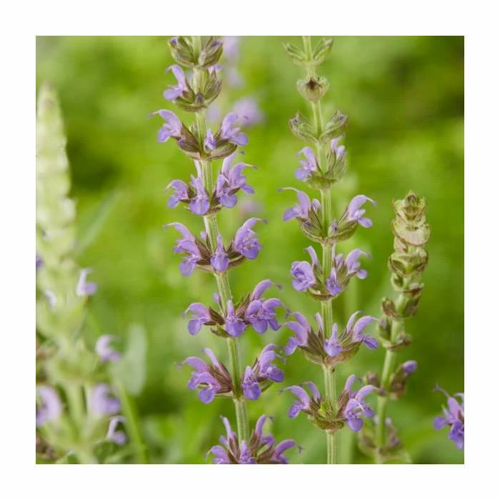 Salvia 'East Friesland' | 3L Pot 1 Salvia 'East Friesland' | 3L Pot