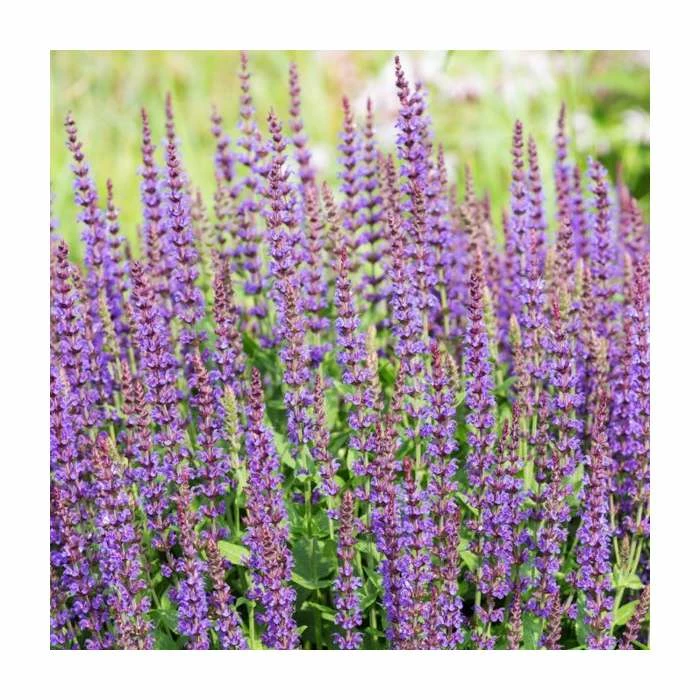 Salvia 'East Friesland' | 3L Pot 2 Salvia 'East Friesland' | 3L Pot - Image 2