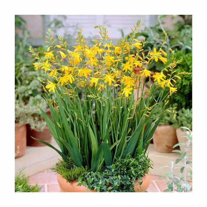 10 Crocosmia 'George Davison' Bulbs | Top Size 1 10 Crocosmia 'George Davison' Bulbs | Top Size