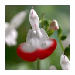 Salvia 'Hot Lips' | 3L Pot -August Plants Shop P50356 add image 1 6f6d