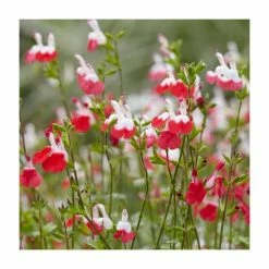 Salvia 'Hot Lips' | 3L Pot -August Plants Shop P50356 add image 2 9aad