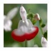 Salvia 'Hot Lips' | 3L Pot
