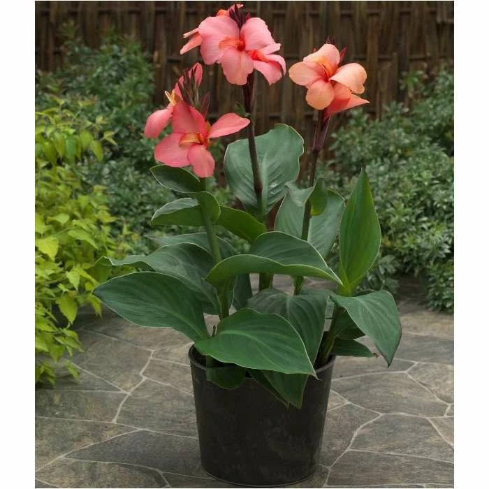 Canna 'Canova Mango' | 2L Pot 2 Canna 'Canova Mango' | 2L Pot - Image 2