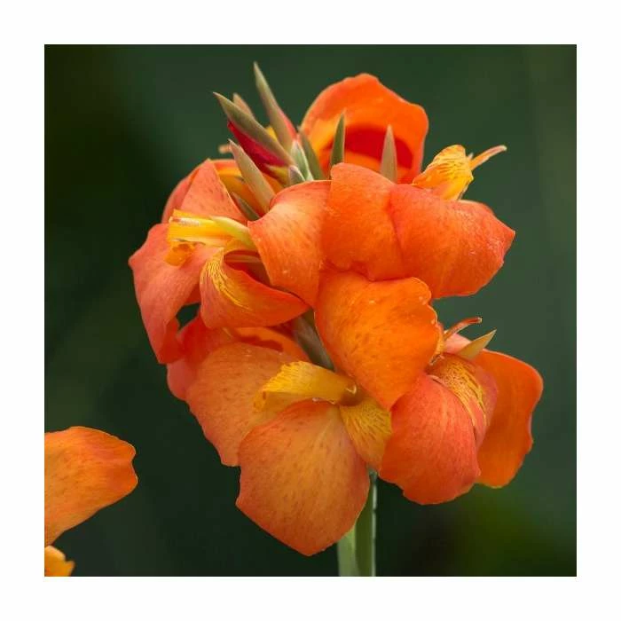 Canna 'Canova Orange Shades' | 2L Pot 1 Canna 'Canova Orange Shades' | 2L Pot