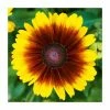 Rudbeckia 'Summerdaisies Red Bi-Colour' | Rudbeckia X Gaillardia | 3L Pot