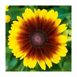 Rudbeckia 'Summerdaisies Red Bi-Colour' | Rudbeckia X Gaillardia | 3L Pot