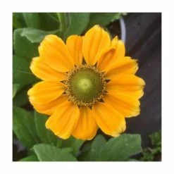 Rudbeckia 'Summerdaisies Yellow' | Rudbeckia X Gaillardia | 3L Pot 5 Rudbeckia 'Summerdaisies Yellow' | Rudbeckia X Gaillardia | 3L Pot -August Plants Shop P50490 add image 1 fa71