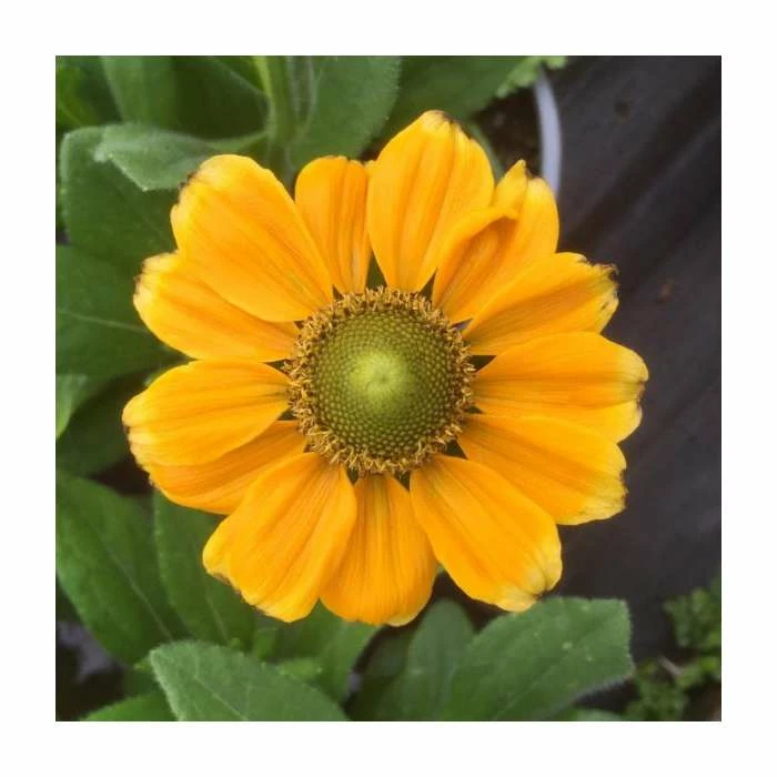 Rudbeckia 'Summerdaisies Yellow' | Rudbeckia X Gaillardia | 3L Pot 3 Rudbeckia 'Summerdaisies Yellow' | Rudbeckia X Gaillardia | 3L Pot - Image 3