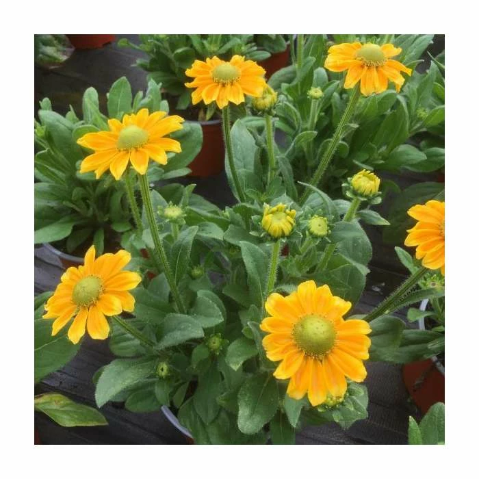 Rudbeckia 'Summerdaisies Yellow' | Rudbeckia X Gaillardia | 3L Pot 1 Rudbeckia 'Summerdaisies Yellow' | Rudbeckia X Gaillardia | 3L Pot