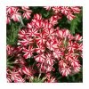 Verbena Showboat 'Red with Eye' | Bedding | 5 x Large Plugs